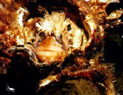 Mossyheaded Warbonnet living in an old barnacle shell
Ta... by Cal Romaneschi 